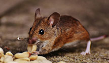 24 Hour & Emergency Exterminators in Fresno State University, CA